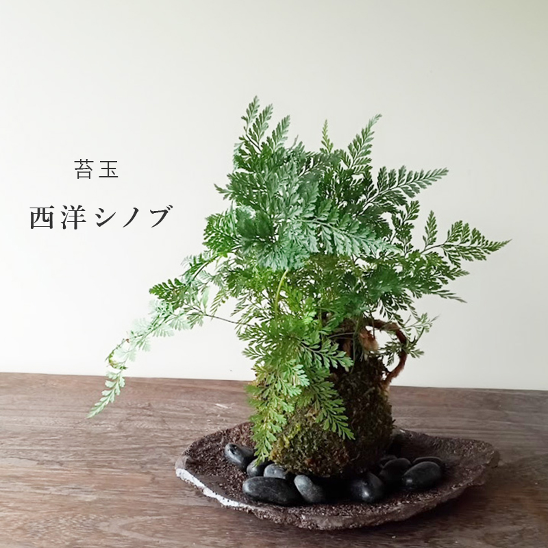 しのぶ ( シノブ )  苔玉 くらま岩器セット コケ玉 こけだま こけ玉 忍 シダ植物　