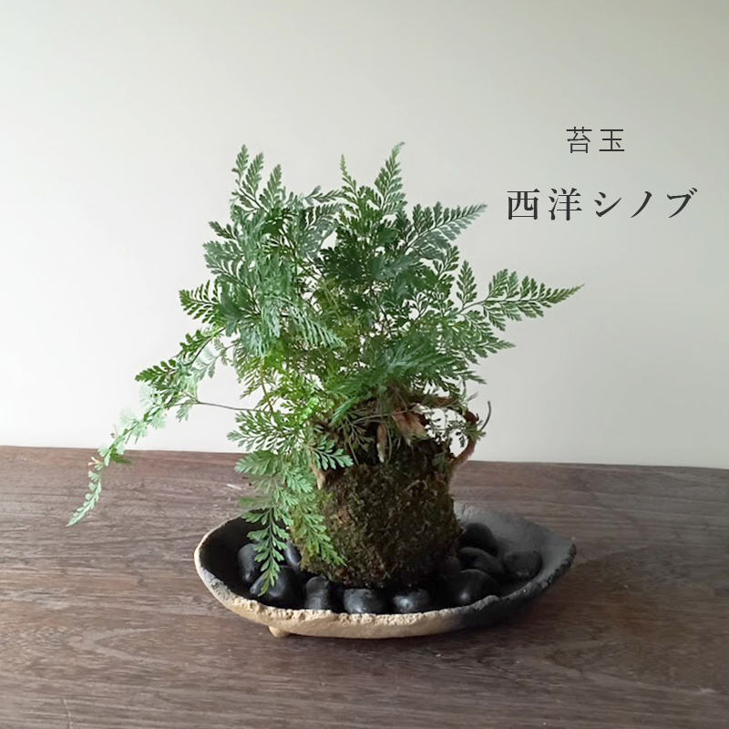 しのぶ ( シノブ ) 苔玉 炭化焼締器セット コケ玉 こけだま こけ玉 忍 シダ植物　