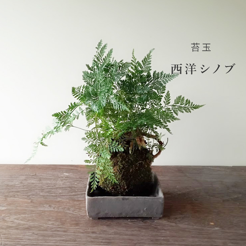しのぶ ( シノブ )  苔玉 焼締角器セット コケ玉 こけだま こけ玉 忍 シダ植物　