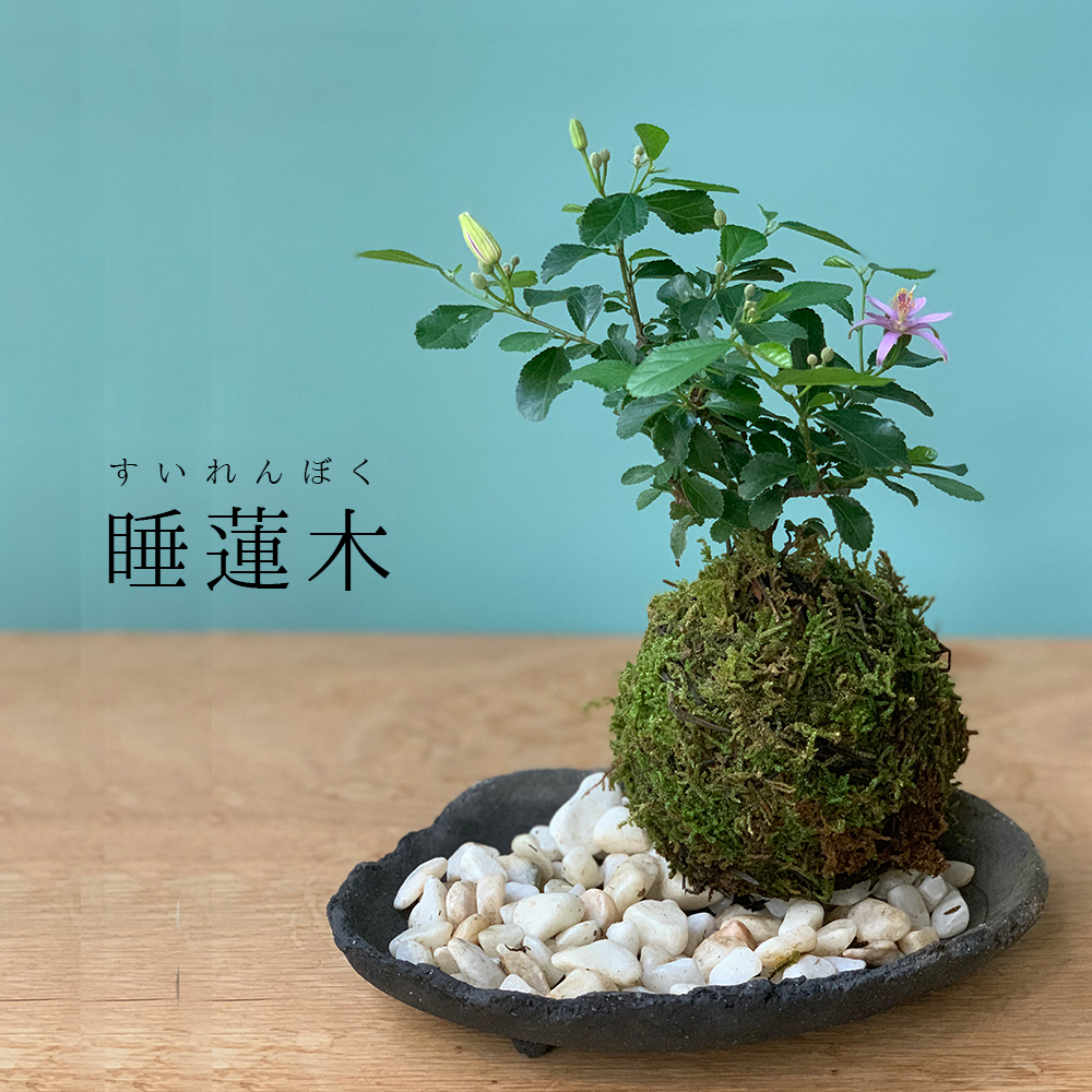 スイレンボク苔玉