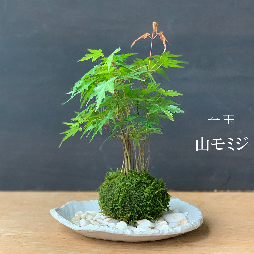 【現在落葉中】山紅葉 ( ヤマモミジ ) 苔玉 楕円白粉引器セット 紅葉 もみじ 色づく 紅葉狩り