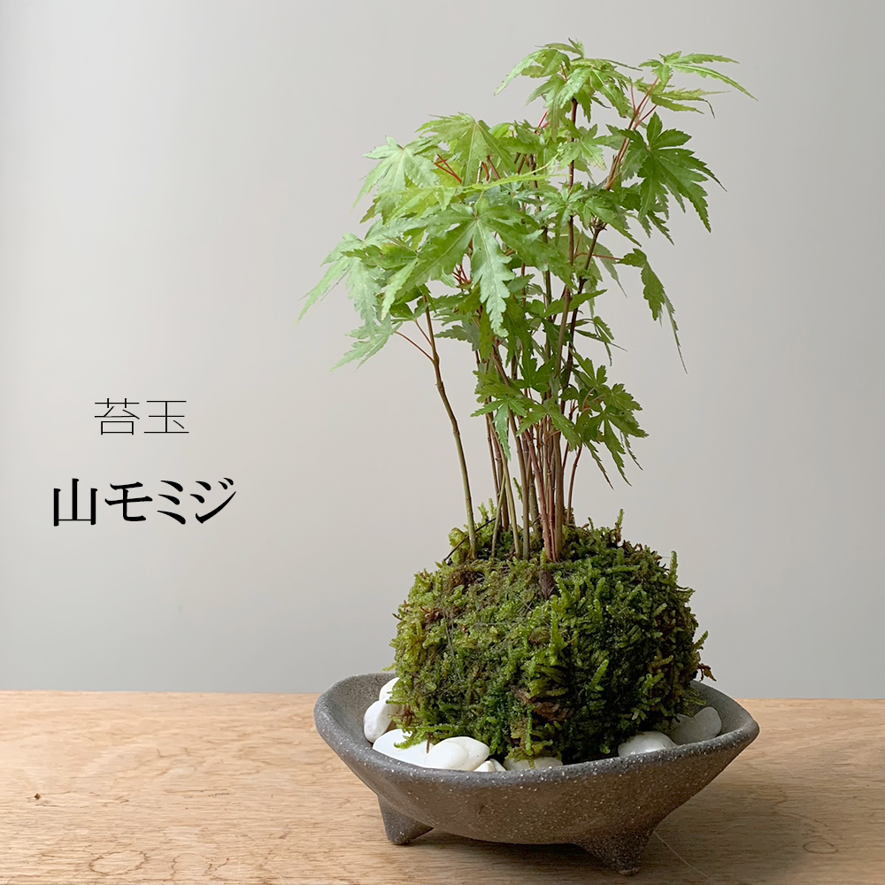 山モミジ苔玉