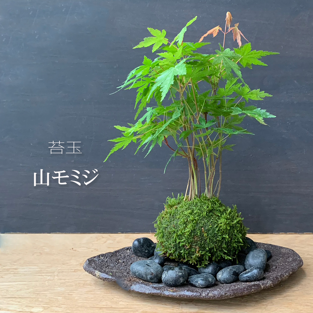【現在落葉中】山紅葉 ( ヤマモミジ ) 苔玉 くらま岩器セット 紅葉 もみじ 紅葉狩り 色づく