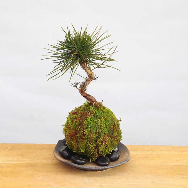 黒松の苔玉