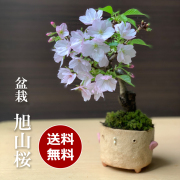 花言葉 桜