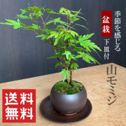 苔玉 盆栽のみどり屋 和草