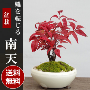 紅葉する盆栽 紅葉する盆栽