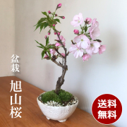 桜 梅 花咲く盆栽