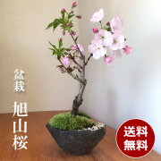 桜 梅 花咲く盆栽