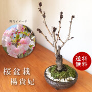 桜 梅 花咲く盆栽