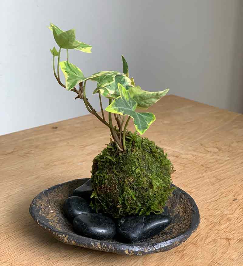 アイビー ミニ苔玉 くらま岩器セット 苔玉 コケ玉 あいびー