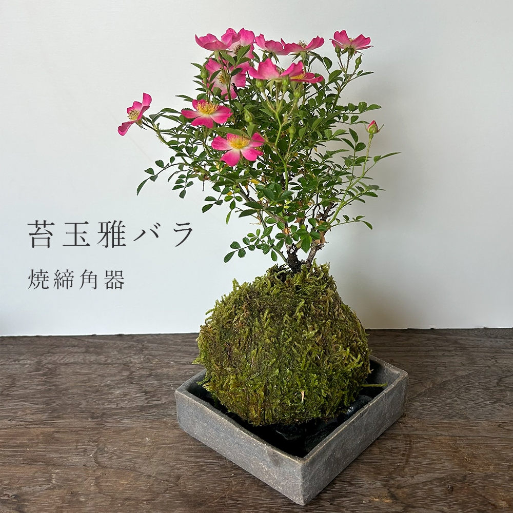 花咲く ノイバラ【 雅バラ の 苔玉 ・ 焼締角器セット 】コケ玉 こけだま 野茨 野ばら 野薔薇 ミヤビバラ