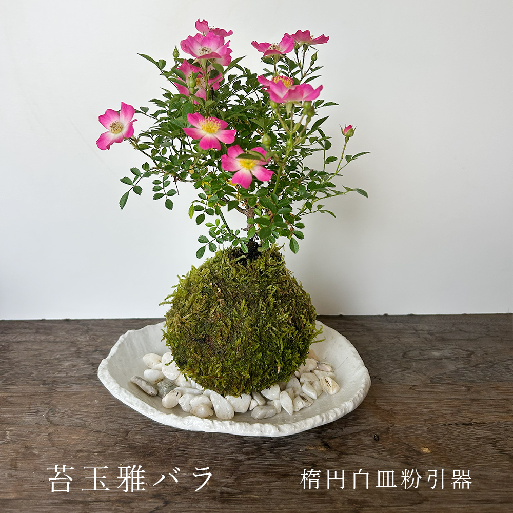 花咲く ノイバラ【 雅バラ の 苔玉 ・ 楕円白粉引器セット 】コケ玉 こけだま 野茨 野ばら 野薔薇 ミヤビバラ