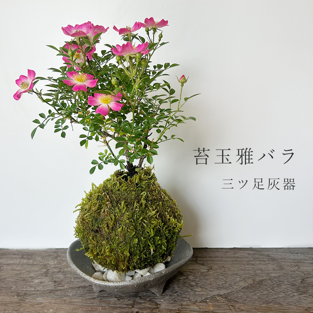 花咲く ノイバラ【 雅バラ の 苔玉 ・ 三つ足灰器セット 】コケ玉 こけだま 野茨 野ばら 野薔薇 ミヤビバラ
