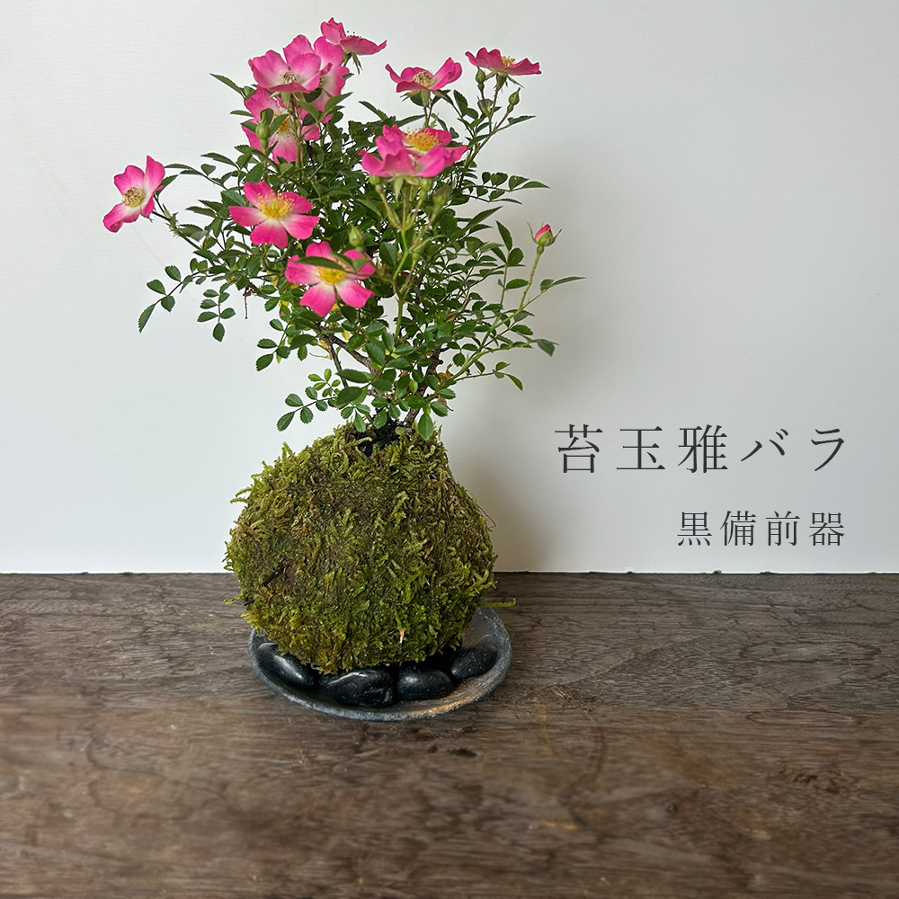 花咲く ノイバラ【 雅バラ の 苔玉 ・ 黒備前器セット 】コケ玉 こけだま 野茨 野ばら 野薔薇 ミヤビバラ