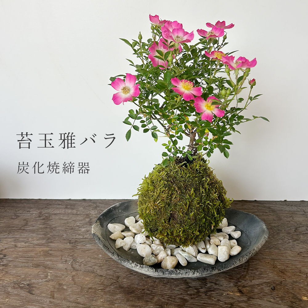 花咲く ノイバラ【 雅バラ の 苔玉 ・ 炭化焼締器セット 】コケ玉 こけだま 野茨 野ばら 野薔薇 ミヤビバラ