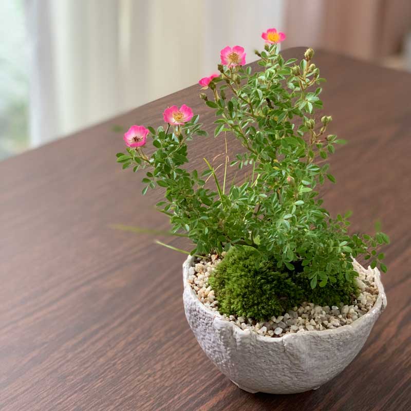 7*!様 野薔薇盆栽 7*!様 野薔薇盆栽 - trumawebshop.com