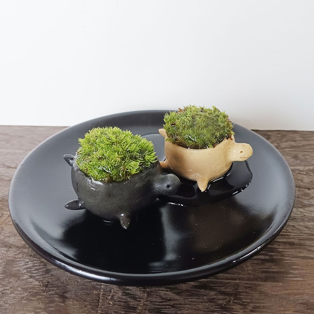亀 モスカメ 白 黒 ペアセット 選べる下皿付き 苔盆栽 炭化焼締