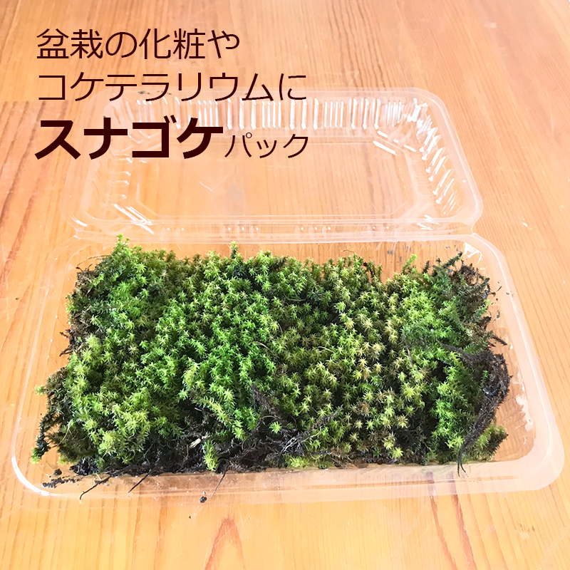 スナゴケ