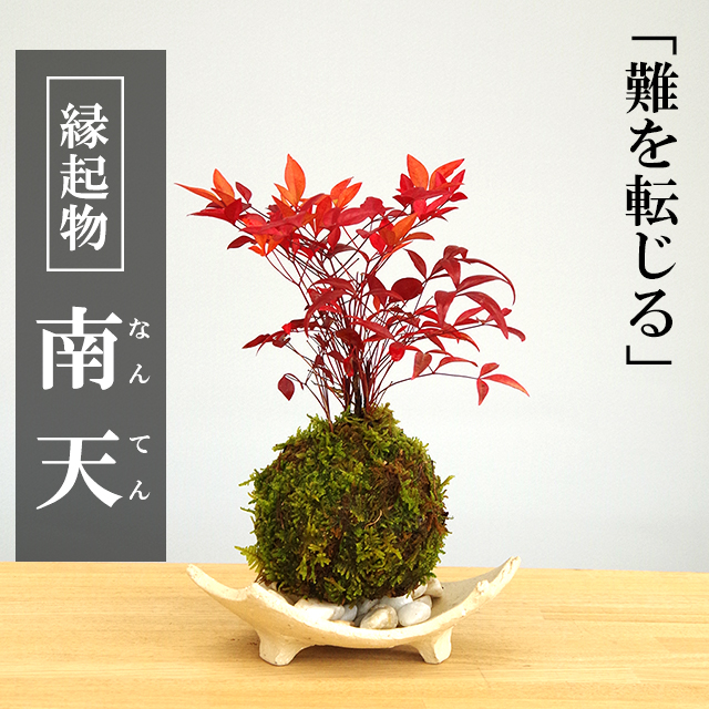 南天