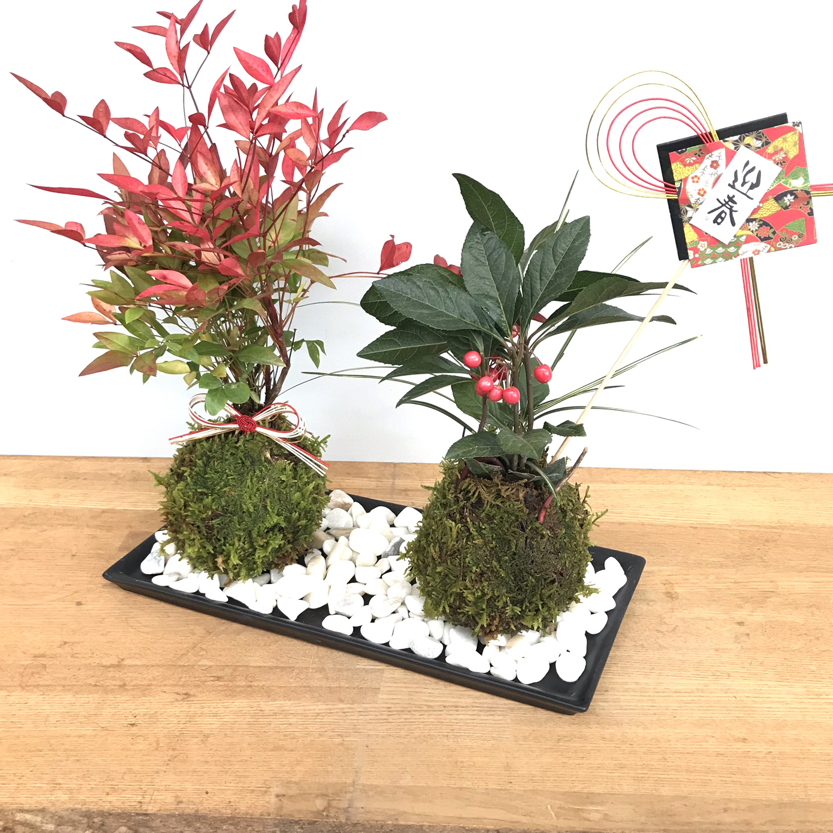 南天ヤブコウジ苔玉