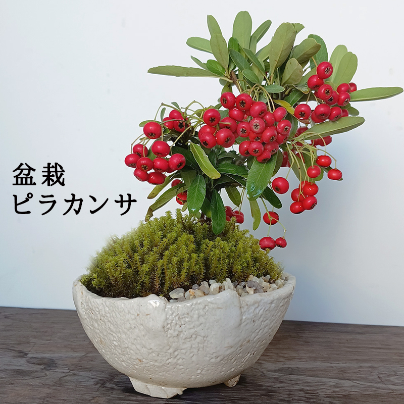 送料無料 ピラカンサ 盆栽 万古白鉢盆栽 ぼんさい ボンサイ bonsai bonsaiart ミニ盆栽 小品盆栽 ぴらかんさ pirakansa