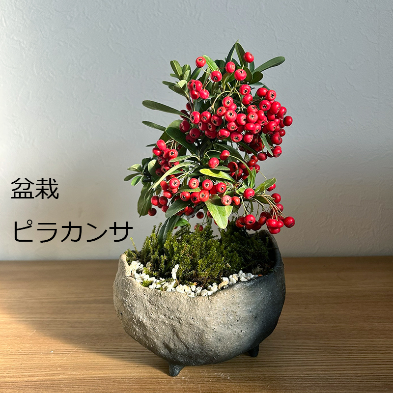 現在実なし】送料無料でお届け。一年中楽しめる花咲く実がなる 現在実なし】送料無料でお届け。一年中楽しめる花咲く実がなる