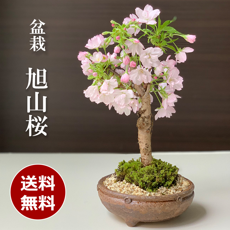 送料無料 八重の花 旭山桜 盆栽 信楽茶鉢  桜 さくら sakura ミニ盆栽 BONSAI ボンサイ