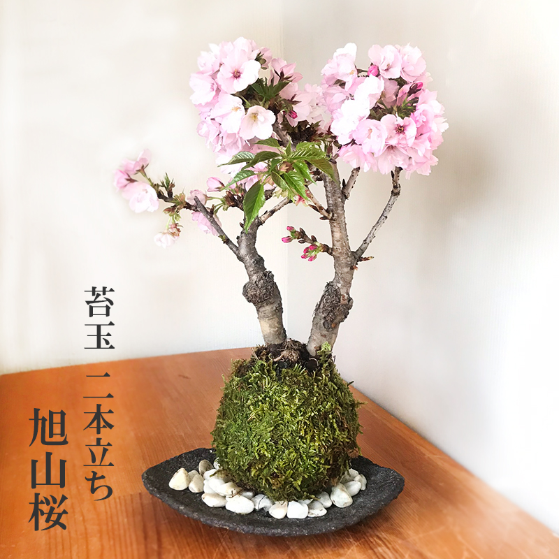 桜 ( 旭山桜 ) 二本植え苔玉 くらま器セット 桜の苔玉 サクラ さくら あさひやま アサヒヤマ あさひやまざくら アサヒヤマザクラ