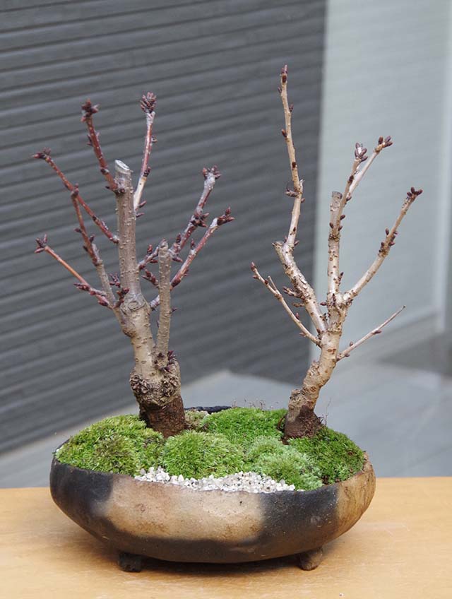 桜咲き分け盆栽20140128m