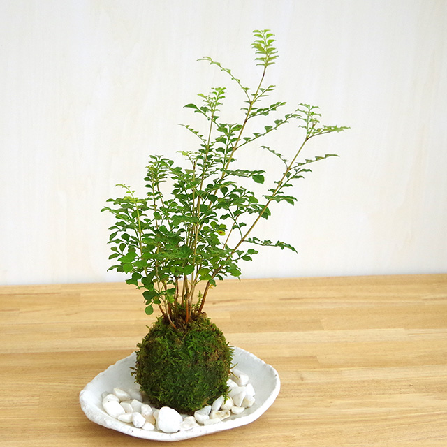 シマトネリコ苔玉201610楕円白粉引器