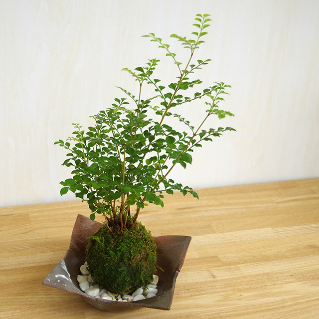 シマトネリコ苔玉201610焼締茶器