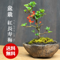 紅チョウジュバイ鞍馬鉢