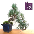 五葉松盆栽