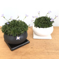 ヒナソウ盆栽