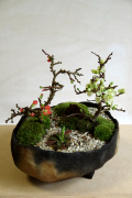 年に数回可憐な花が楽しめます【紅白長寿梅（コウハクチョウジュバイ）の寄せ植え盆栽（炭化焼締鉢）】