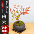 送料無料でお届け！いにしえの和をお届けします【南天（なんてん）の盆栽（黒陶器鉢）・下皿セット】