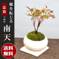送料無料でお届け！いにしえの和をお届けします【南天（なんてん）の盆栽（白陶器鉢）・下皿セット】