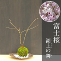 富士桜苔玉くらま器2017m