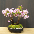 旭山桜盆栽