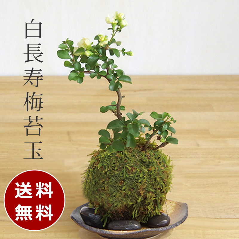 白長寿梅苔玉