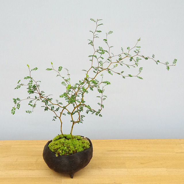 メルヘンの木としても知られている個性的な植物【ソフォラ・ミクロ