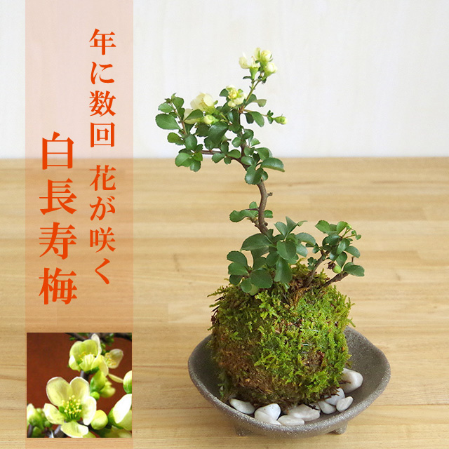 白長寿梅 ( しろちょうじゅばい ) 苔玉 三つ足灰器セット チョウジュバイ