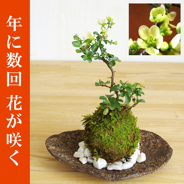 白長寿梅 ( しろちょうじゅばい ) 苔玉 くらま岩器セット チョウジュバイ