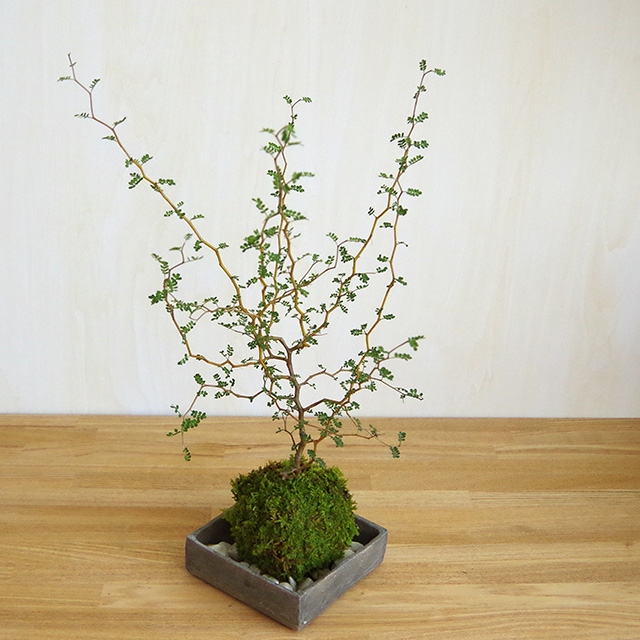 ソフォラ苔玉2016焼締角器