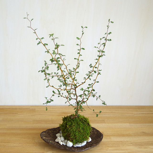 ソフォラ苔玉2016くらま器