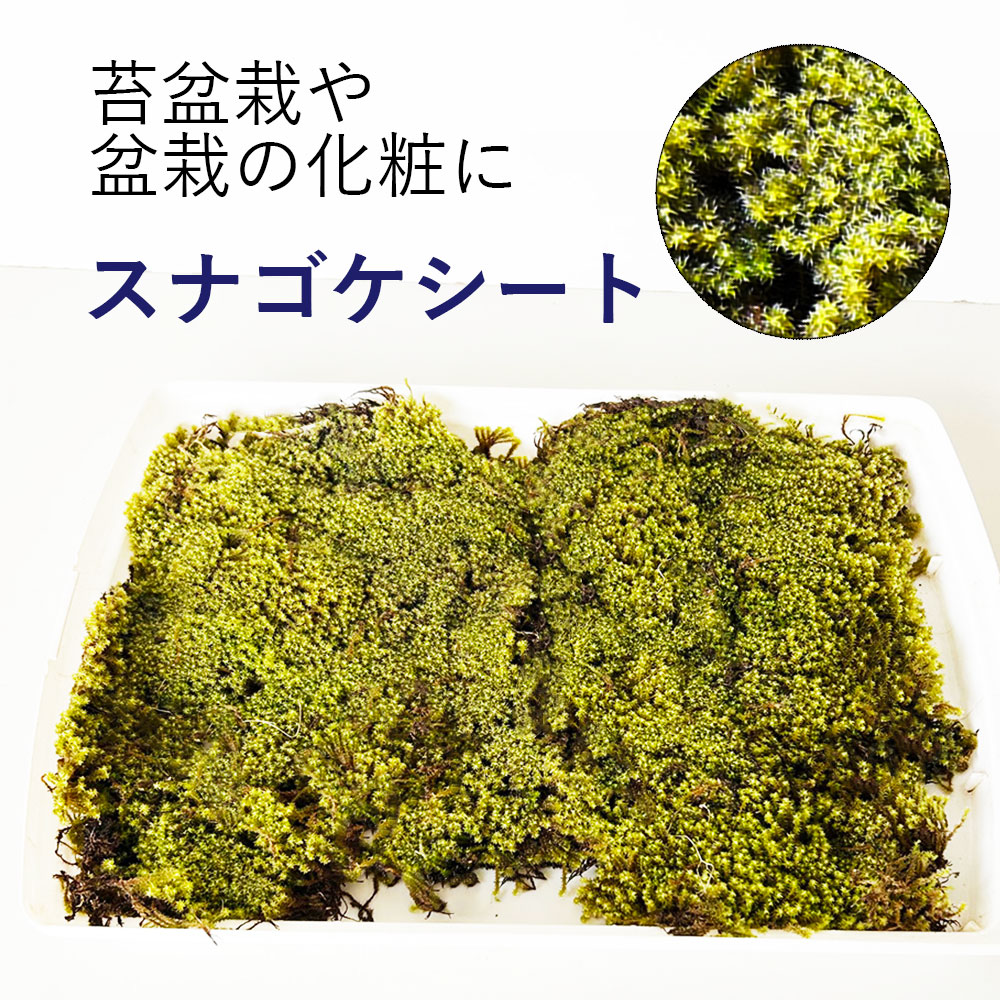 スナゴケ
