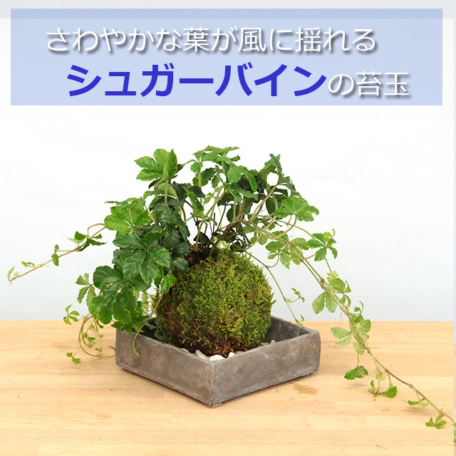 シュガーバイン苔玉