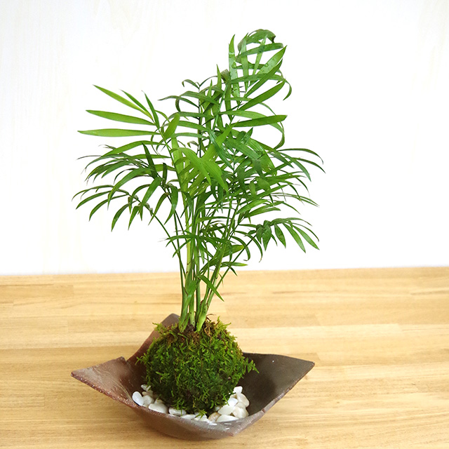 テーブルヤシ苔玉2016焼締茶器