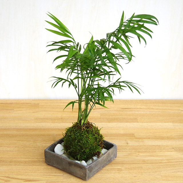 いつでもリゾート気分を味わえる苔玉【テーブルヤシの苔玉・焼締